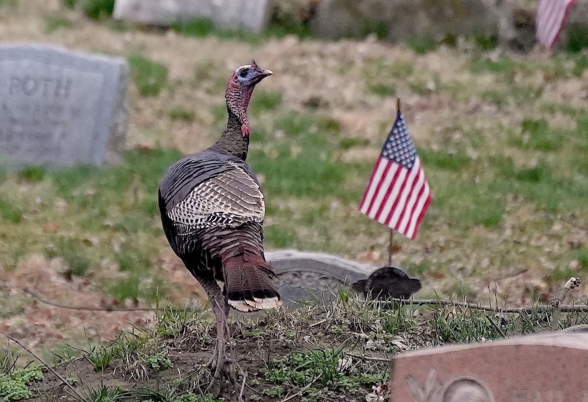 Wild Turkey - ML632216370