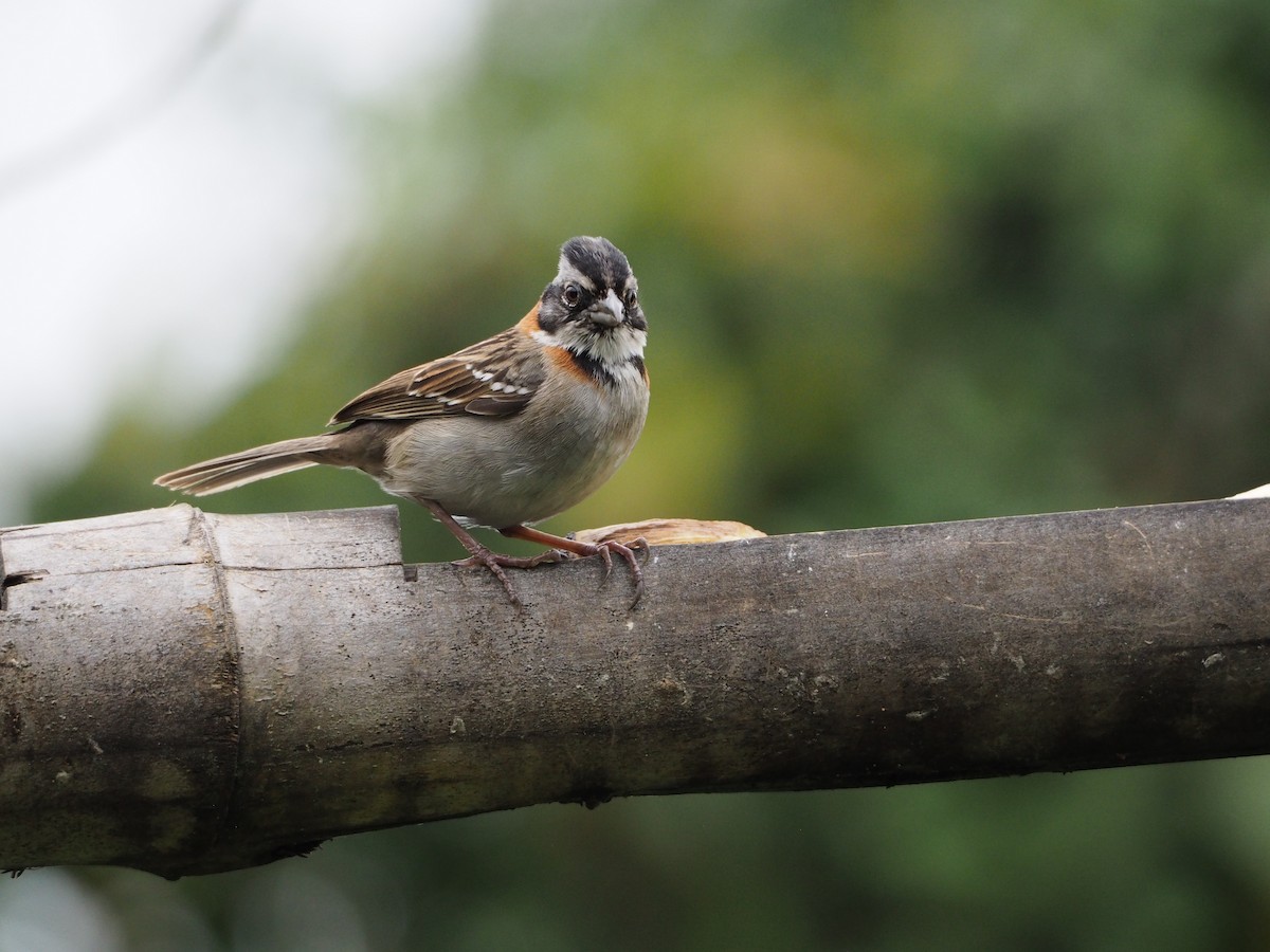 Rufous-collared Sparrow - ML632216497