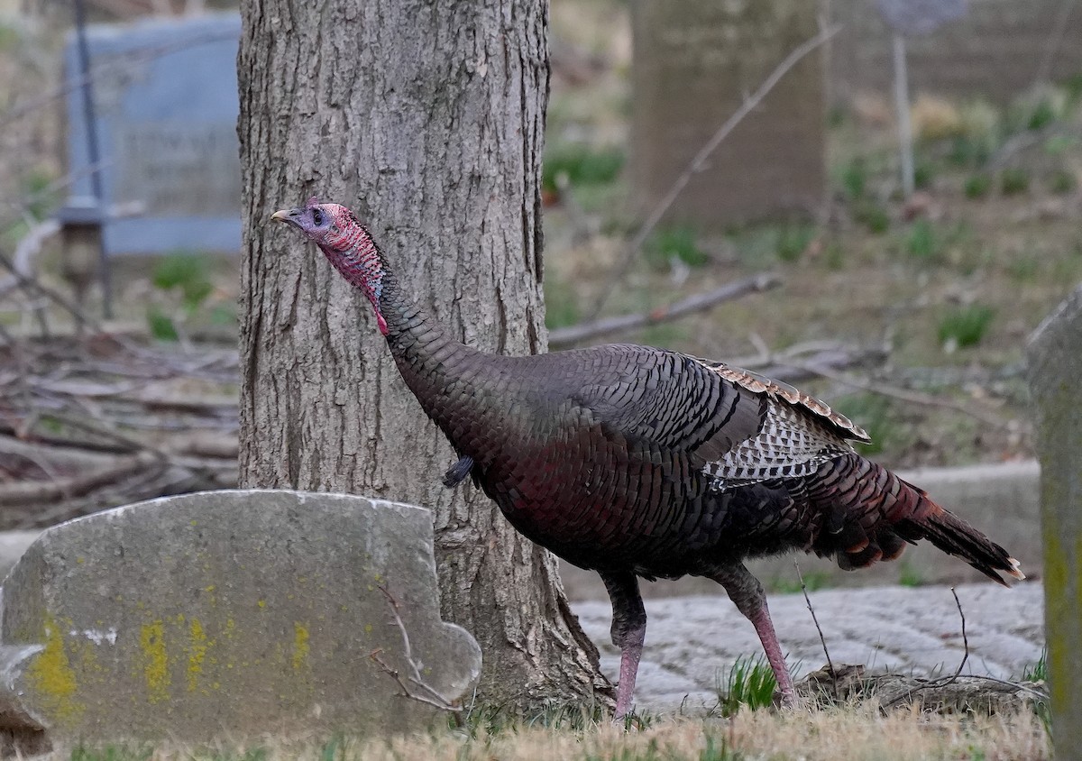 Wild Turkey - ML632216518