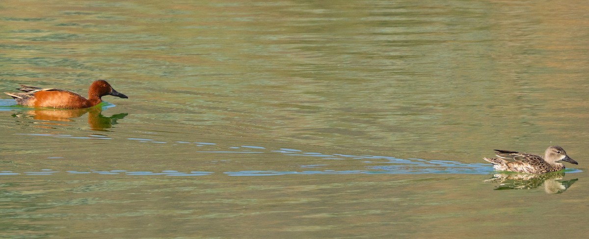 Cinnamon Teal - ML632216555