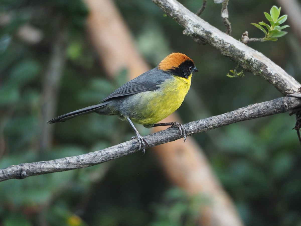 Yellow-breasted Brushfinch - ML632216588