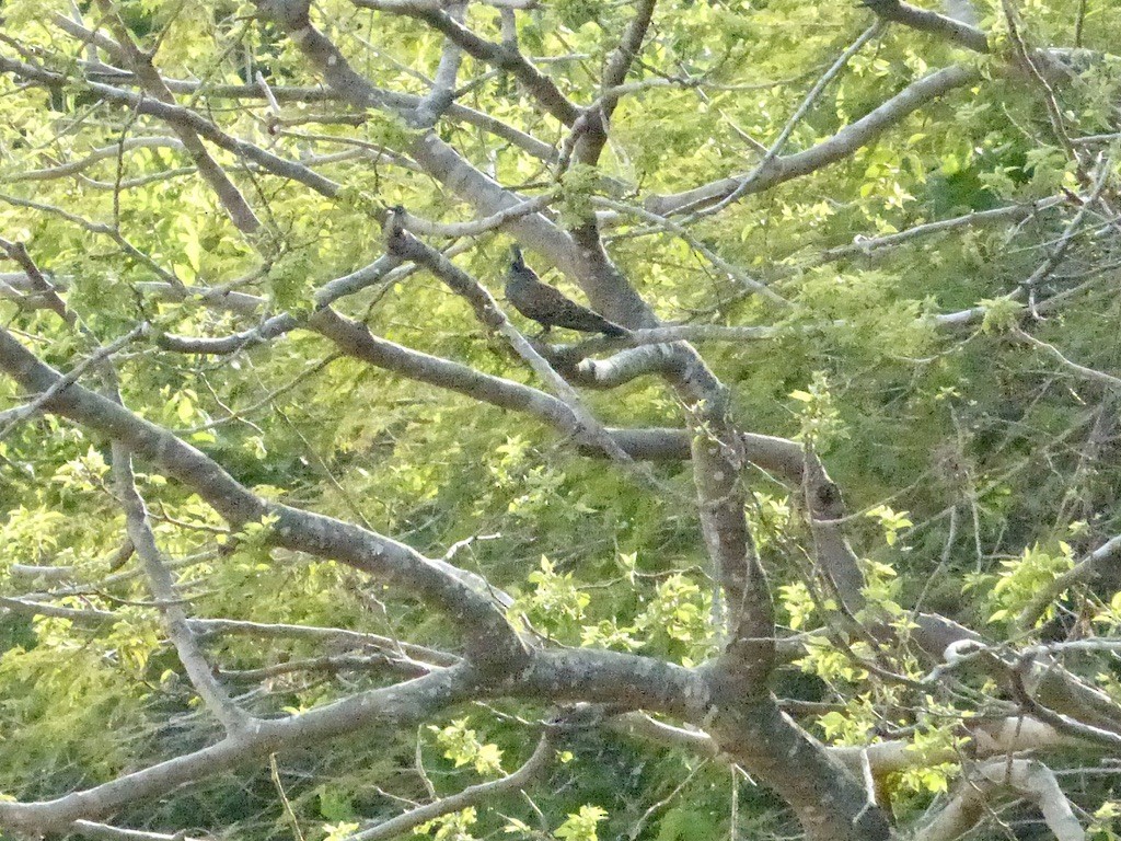 Adamawa Turtle-Dove - ML632216636