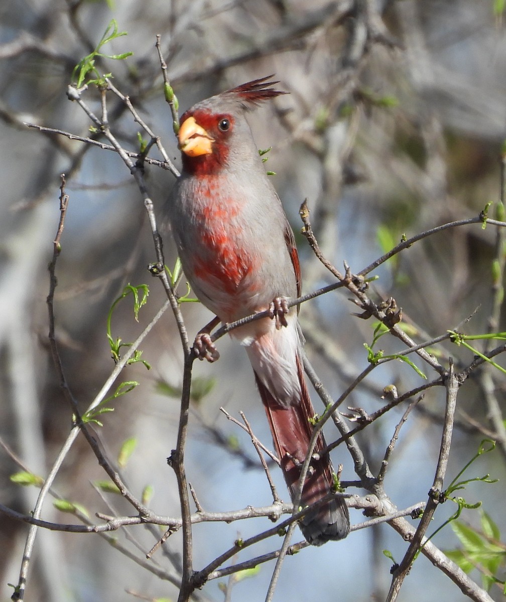 Pyrrhuloxia - ML632216651
