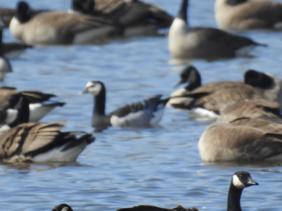 Barnacle Goose - ML632216687