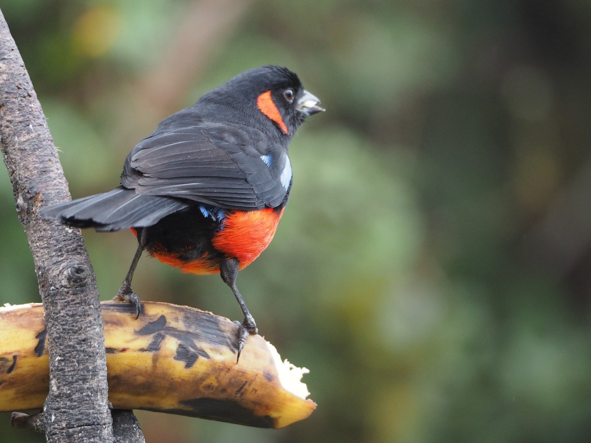 Scarlet-bellied Mountain Tanager (Scarlet-bellied) - ML632216705