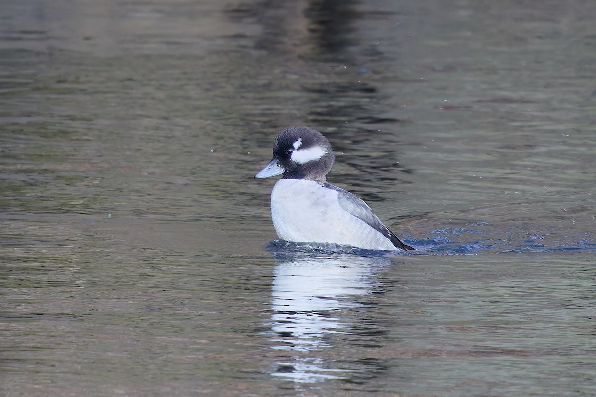 Bufflehead - ML632216706