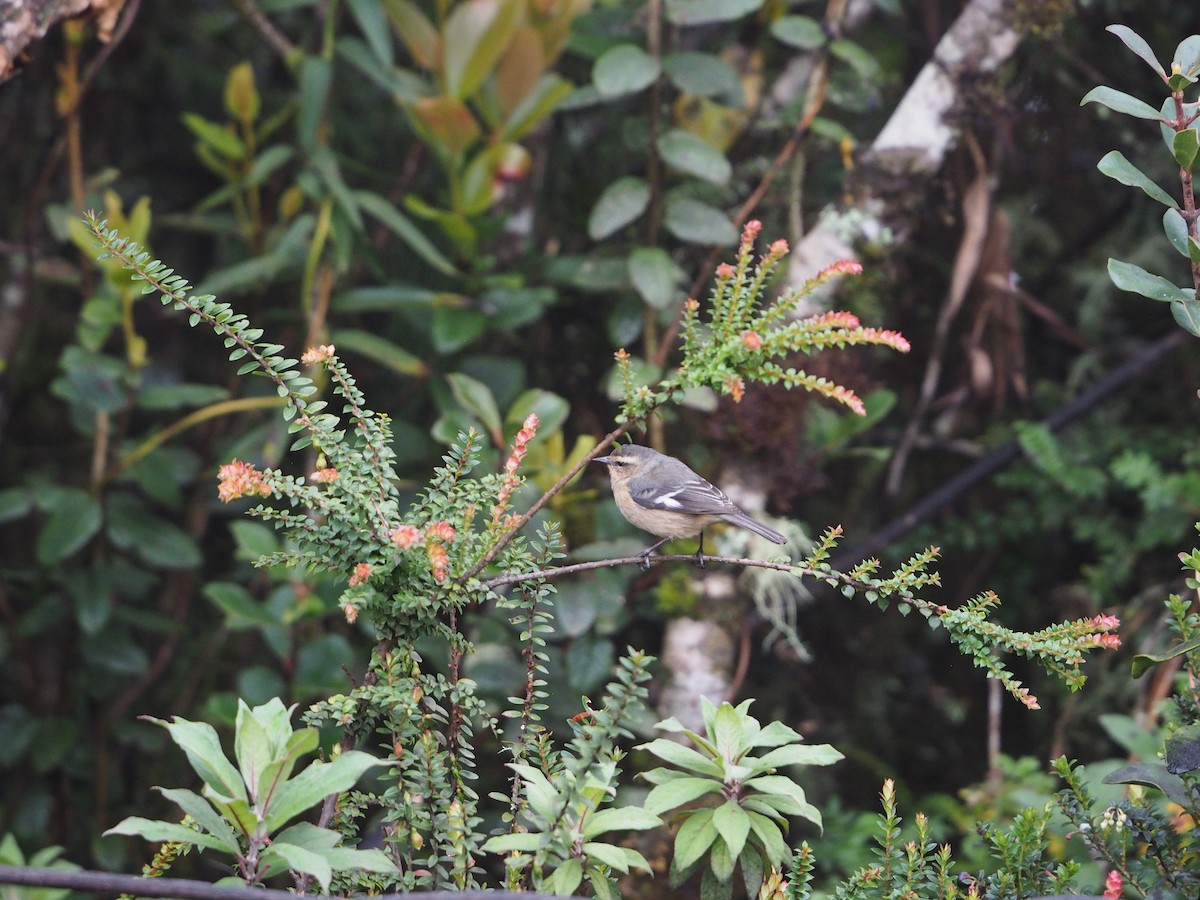 Cinereous Conebill - ML632216758