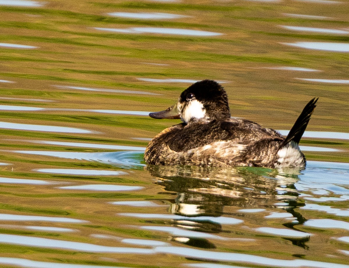 Ruddy Duck - ML632216860