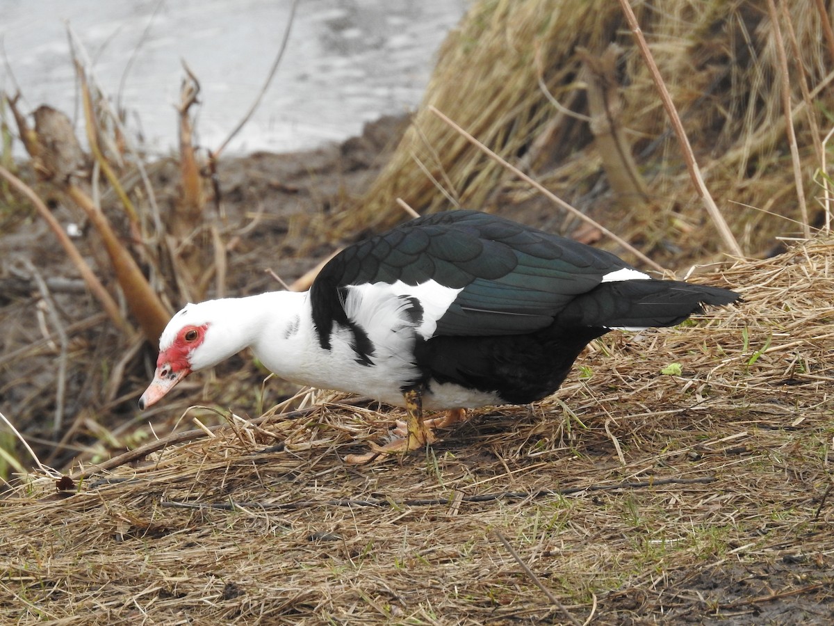Muscovy Duck (Domestic type) - ML632216874