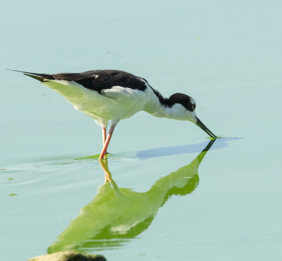 Black-necked Stilt - ML632216911