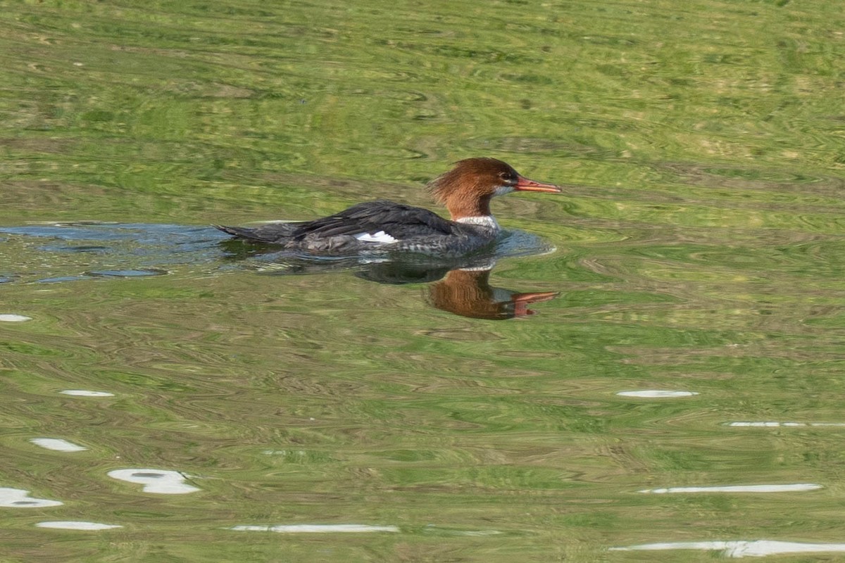 Common Merganser - ML632216995