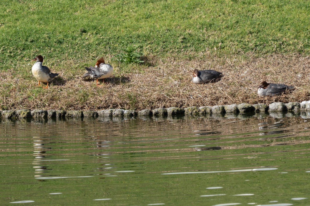 Common Merganser - ML632216996
