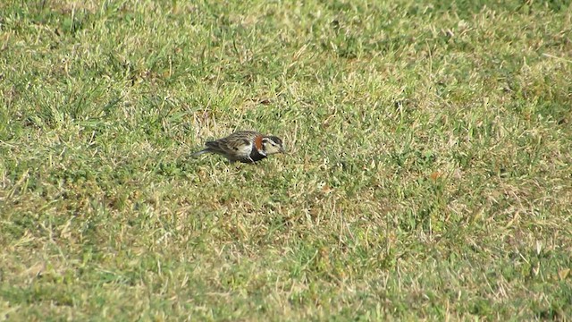 Chestnut-collared Longspur - ML632217008