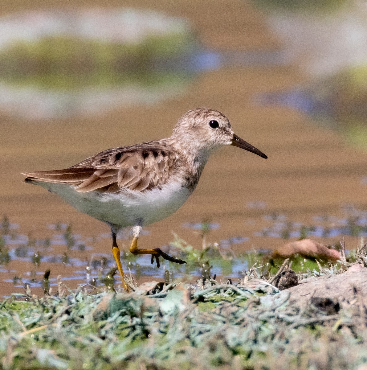 Least Sandpiper - ML632217056