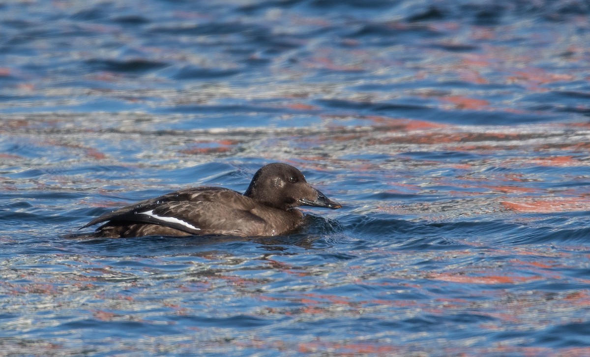 White-winged Scoter - ML632217074