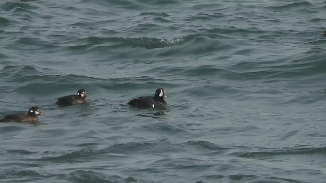 Harlequin Duck - ML632217086