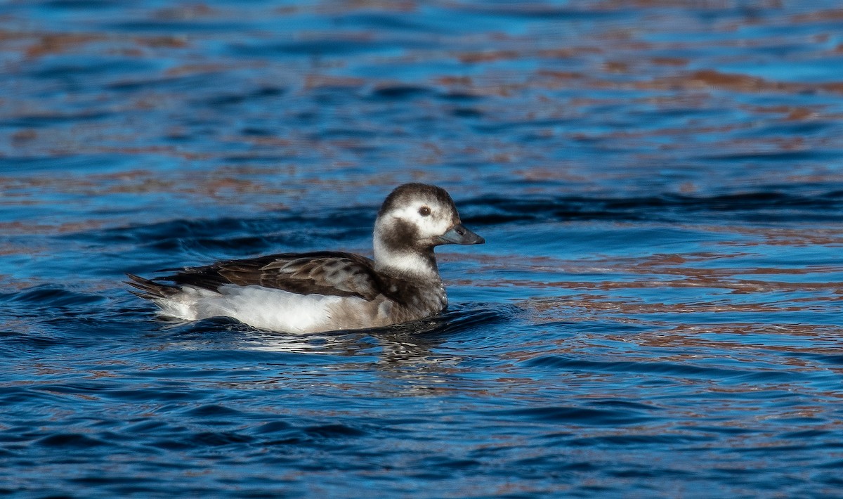 Мөнгөлөг шунгаахай - ML632217089