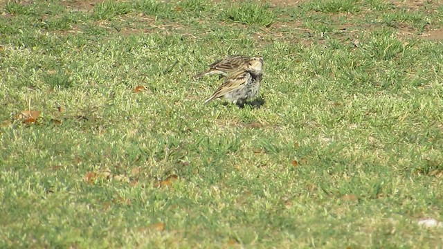 Chestnut-collared Longspur - ML632217101