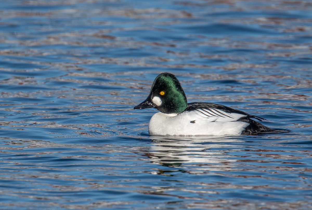 Алаг шунгаач - ML632217117