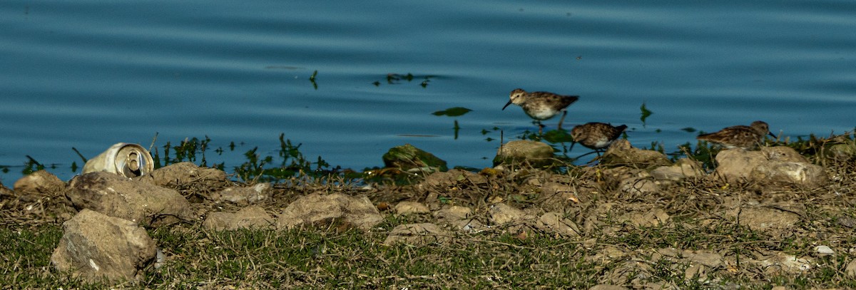 Least Sandpiper - ML632217124