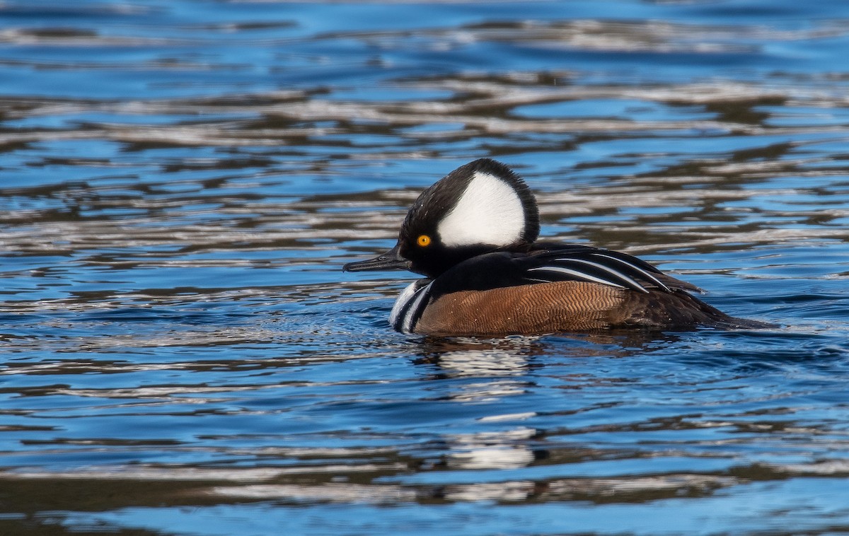Hooded Merganser - ML632217134
