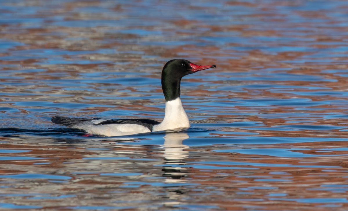 Хумхин бохио - ML632217136