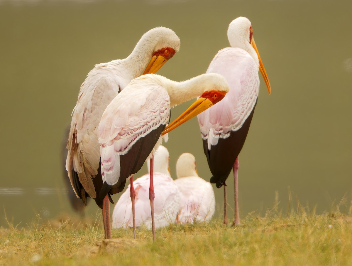 Yellow-billed Stork - ML632217140