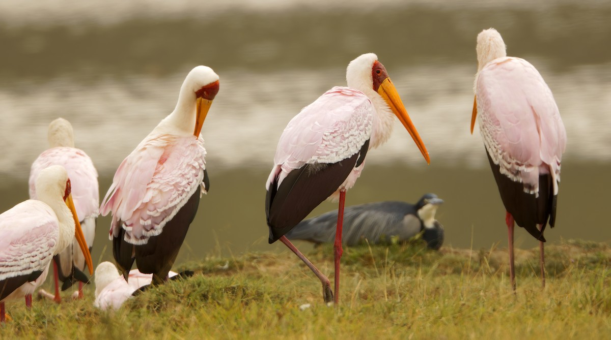 Yellow-billed Stork - ML632217142