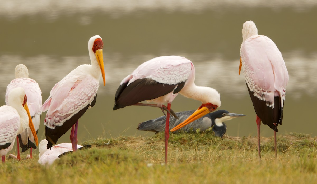 Yellow-billed Stork - ML632217143