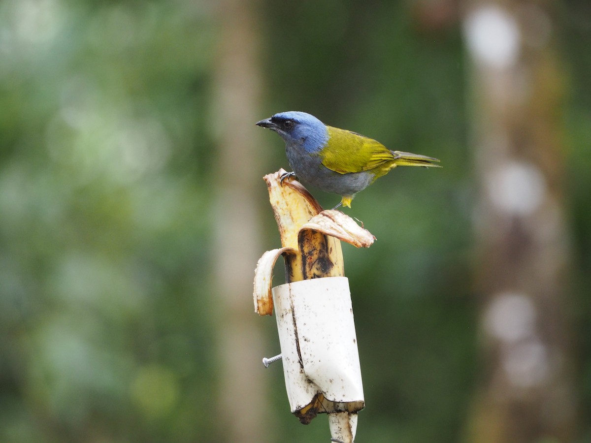 Blue-capped Tanager - ML632217181