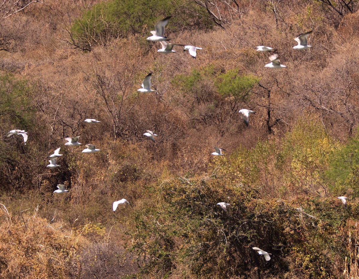 Ring-billed Gull - ML632217242