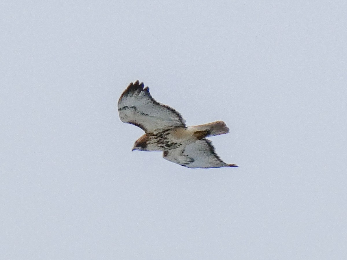 Red-tailed Hawk - ML632217322