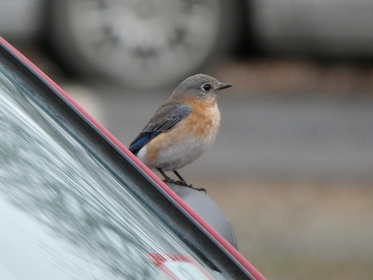 Eastern Bluebird - ML632217337
