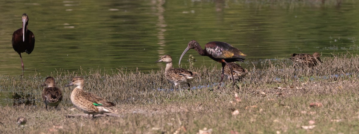 White-faced Ibis - ML632217441