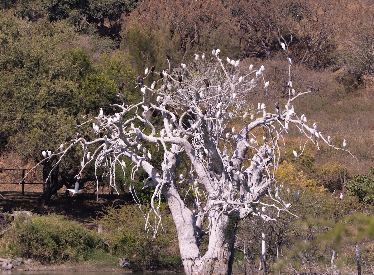 Western Cattle-Egret - ML632217540