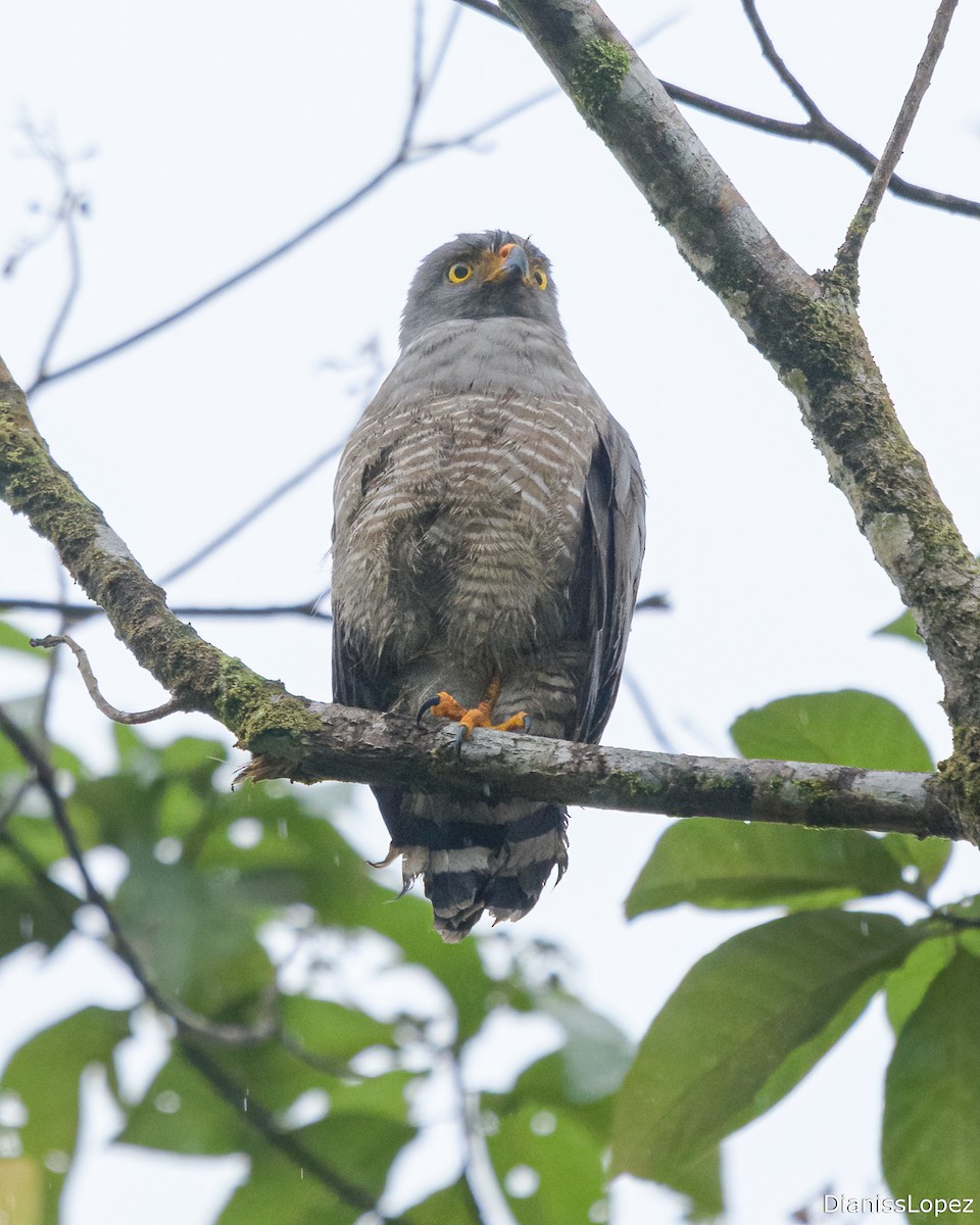 Roadside Hawk - ML632217573