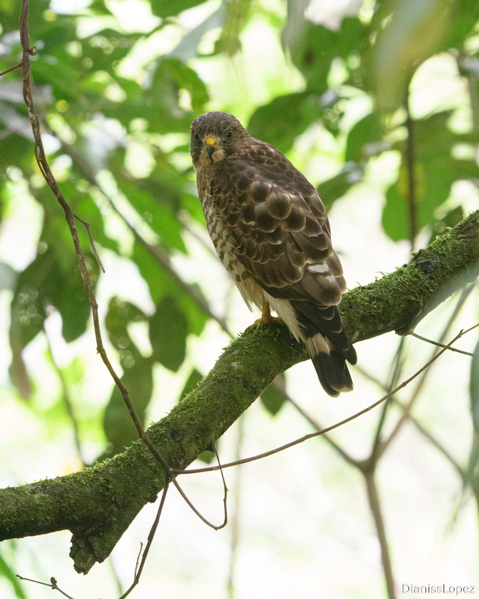 Broad-winged Hawk - ML632217605