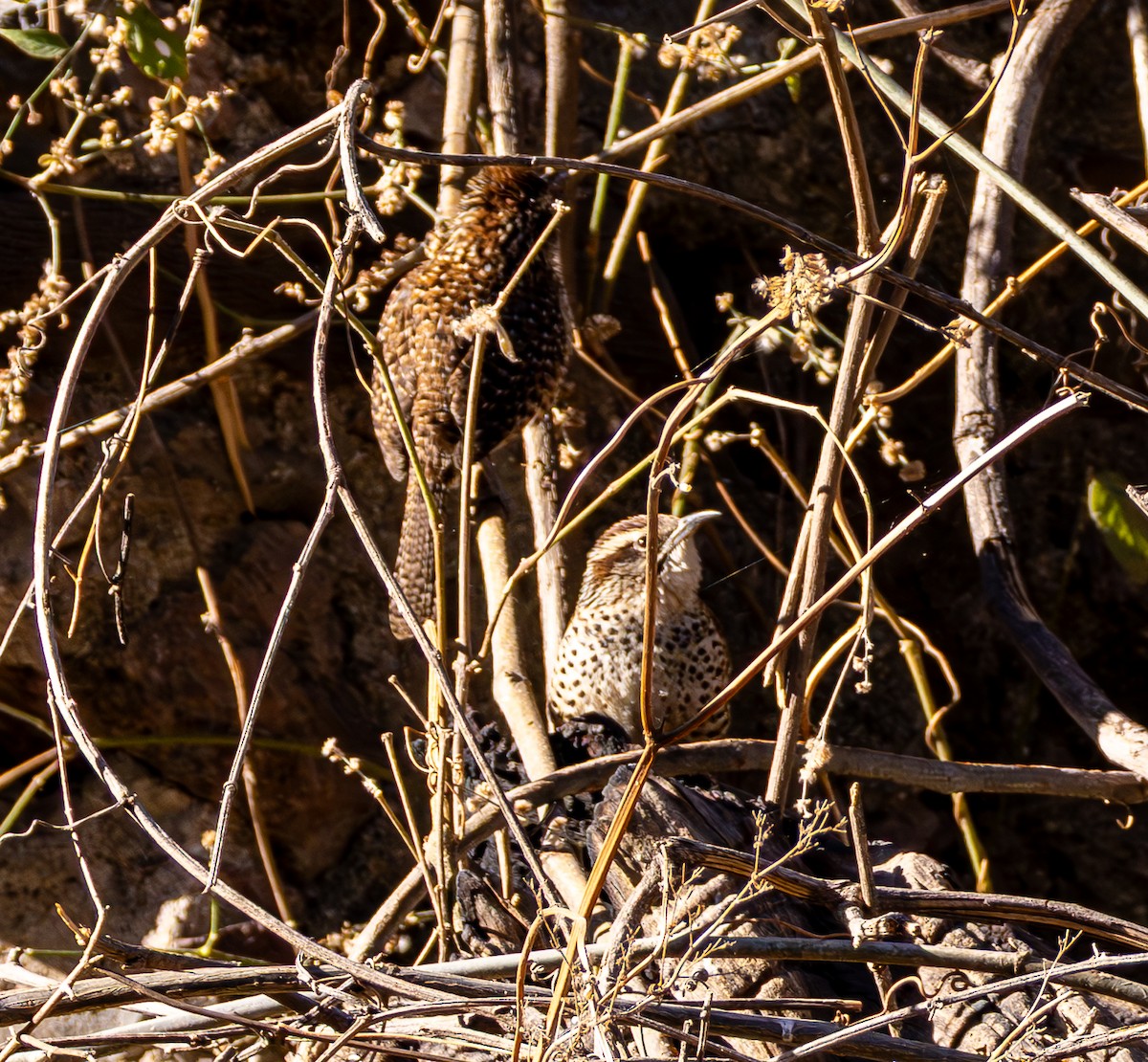 Spotted Wren - ML632217649