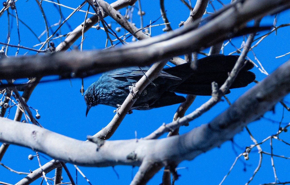 Blue Mockingbird - ML632217738