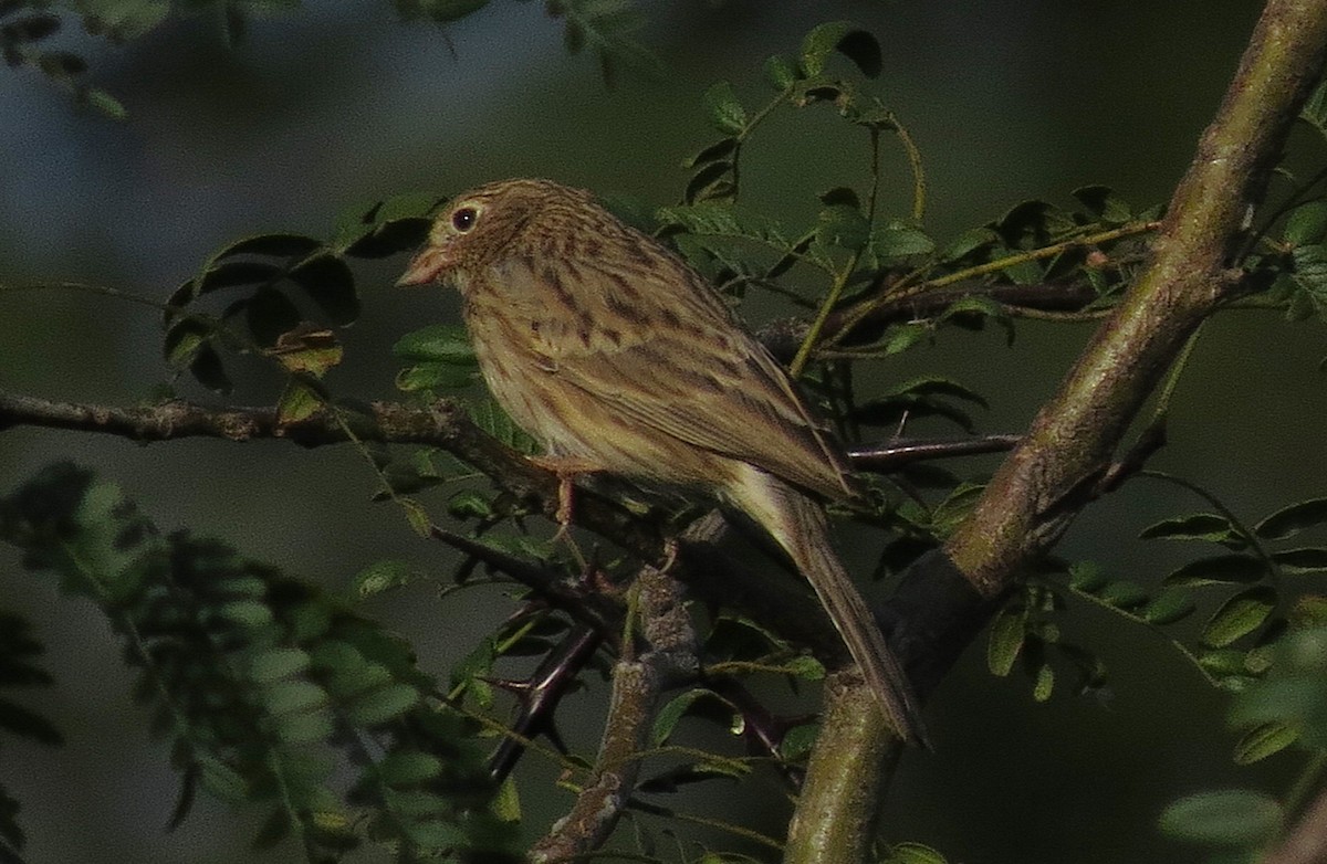 Carbonated Sierra Finch - ML632217759