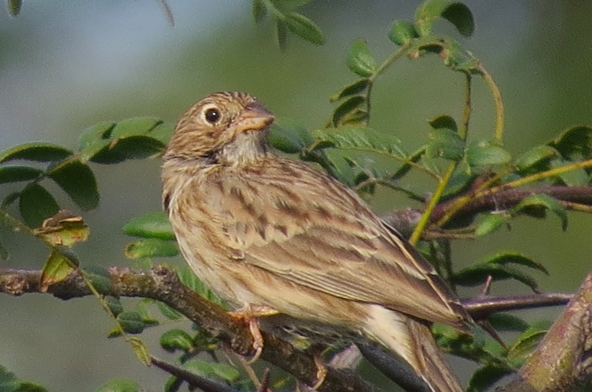 Carbonated Sierra Finch - ML632217760