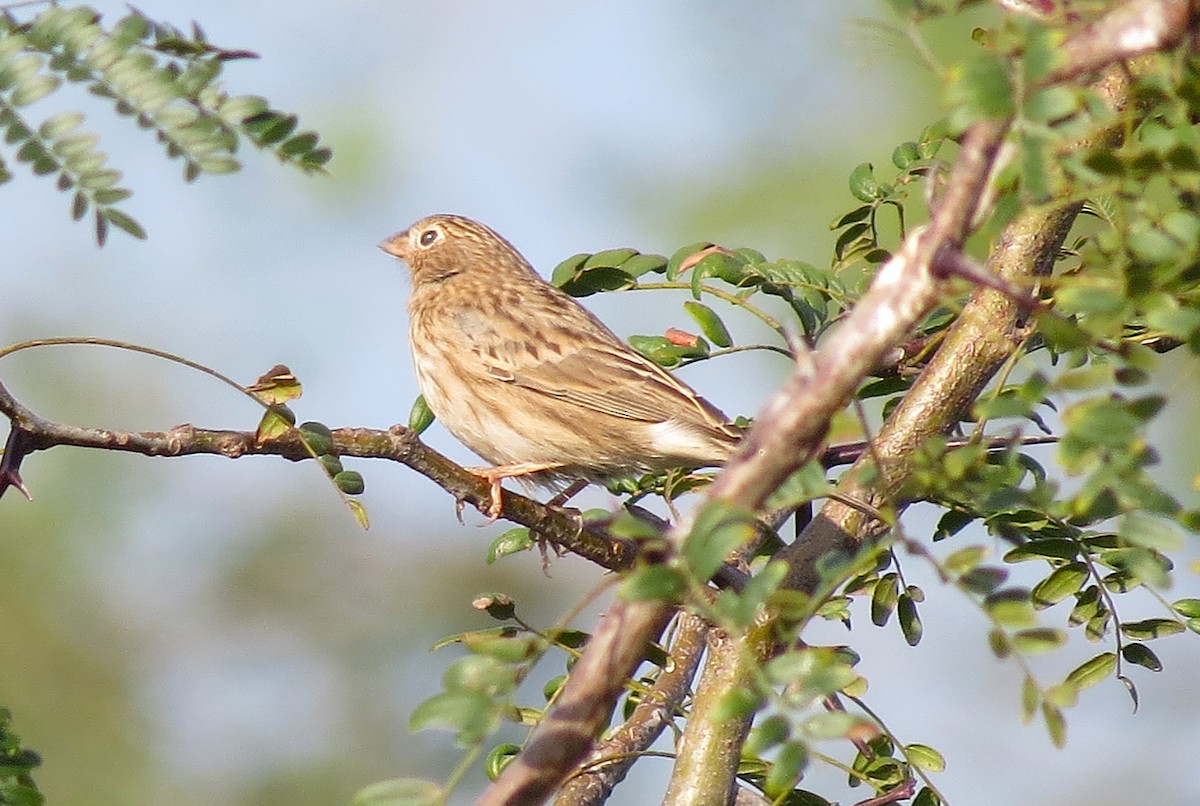 Carbonated Sierra Finch - ML632217761