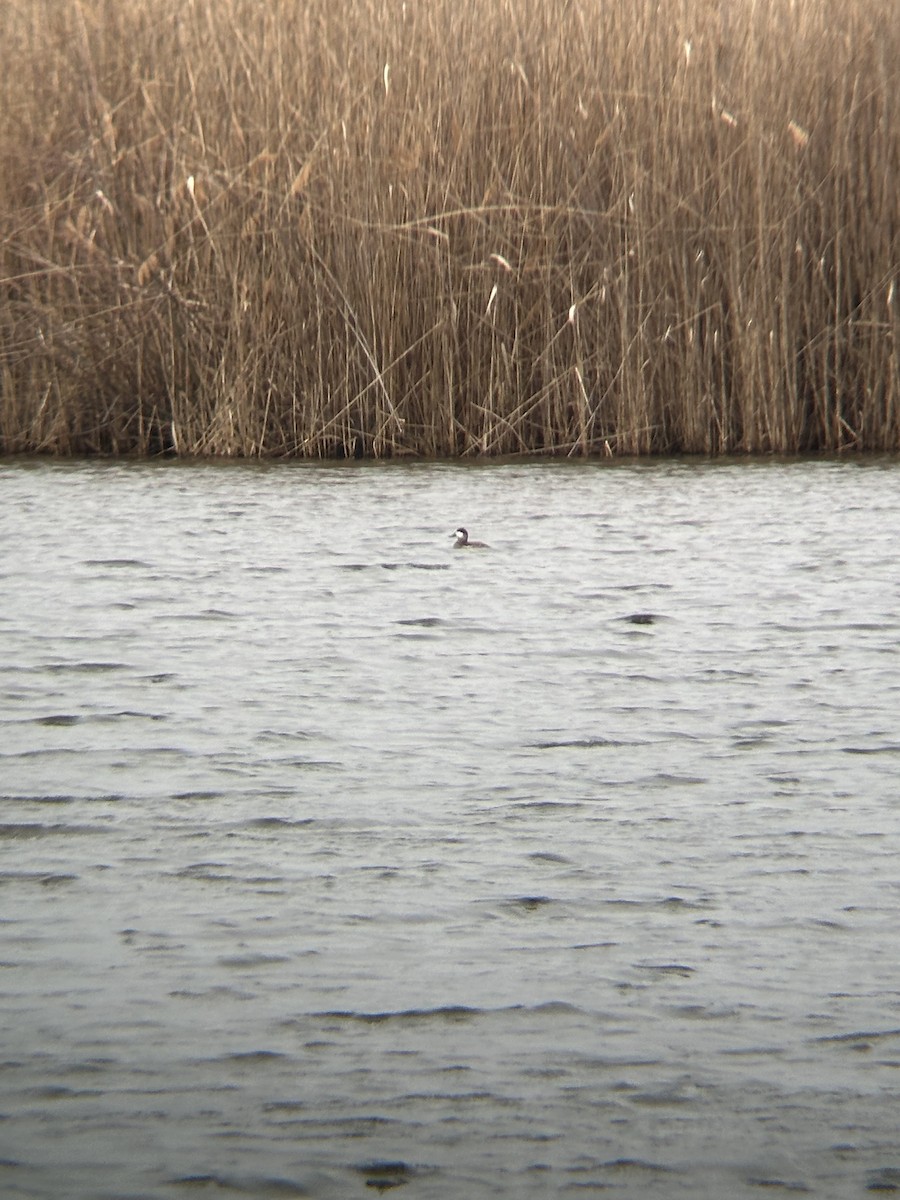 Ruddy Duck - ML632217823