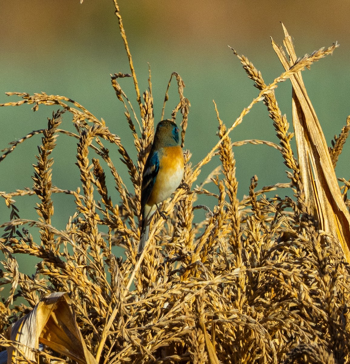 Lazuli Bunting - ML632217833