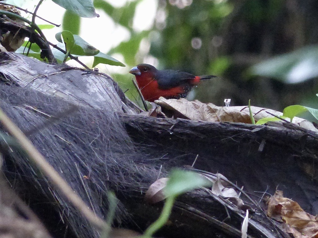 Western Bluebill - ML632217837