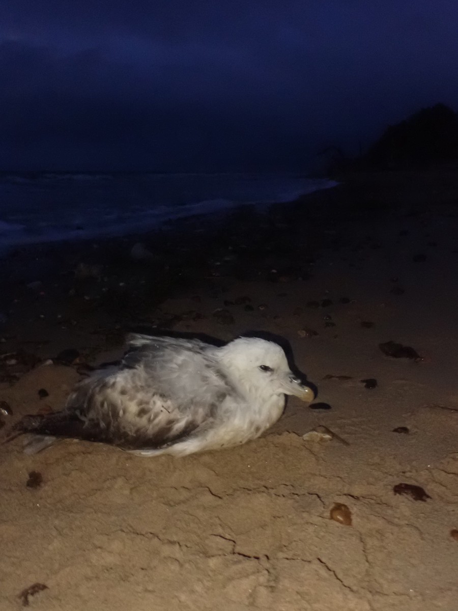 Northern Fulmar - ML632217861