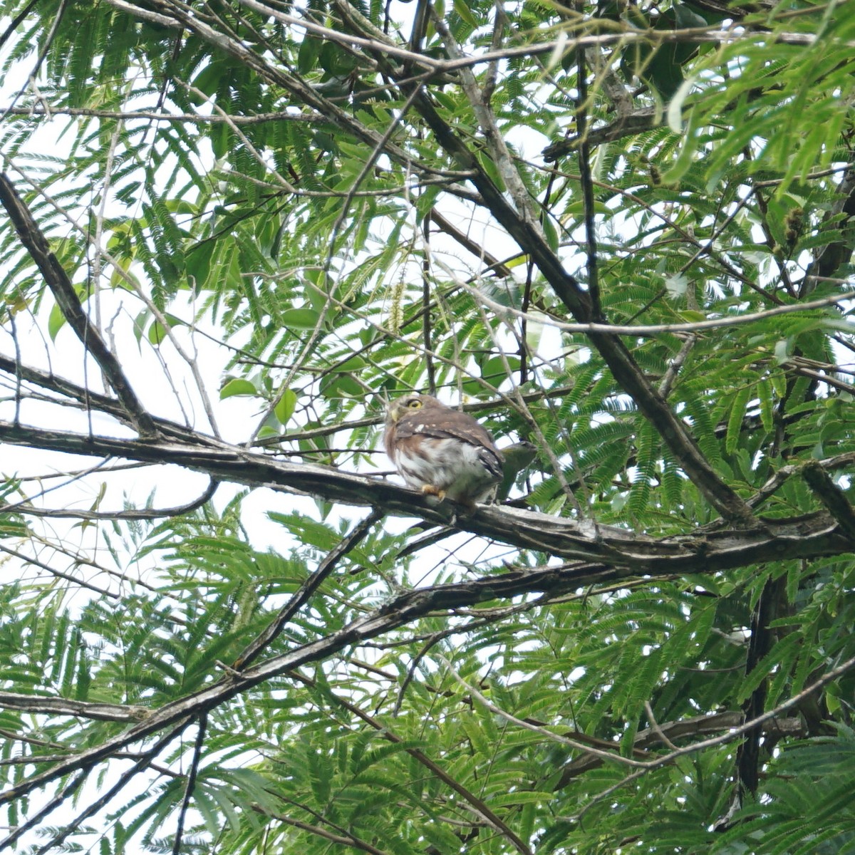 Least Pygmy-Owl - ML632218018
