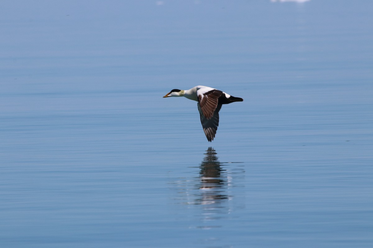 Common Eider - ML632218024