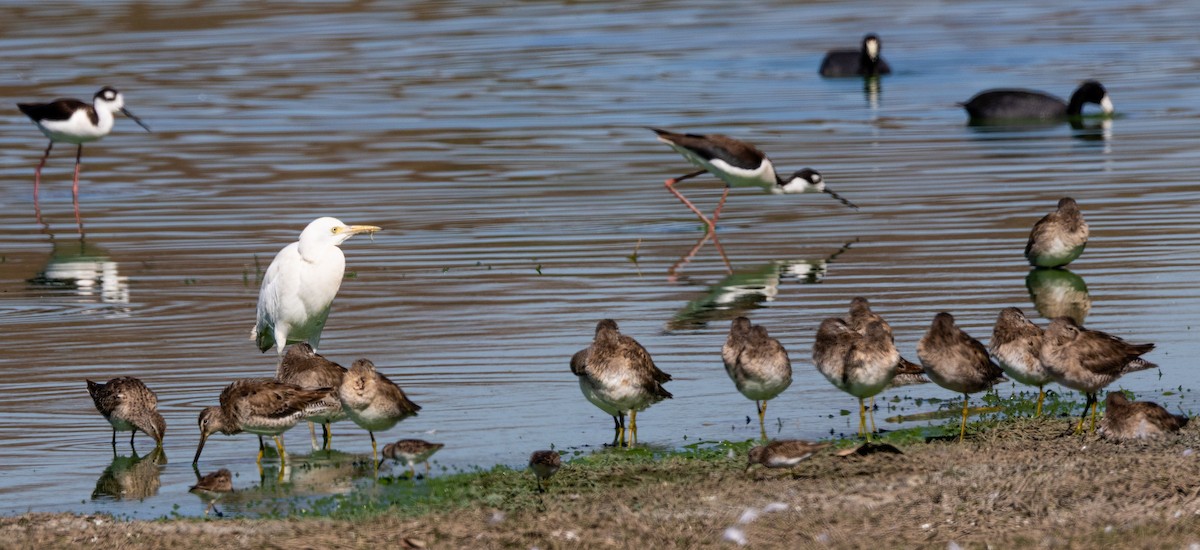 Long-billed Dowitcher - ML632218051