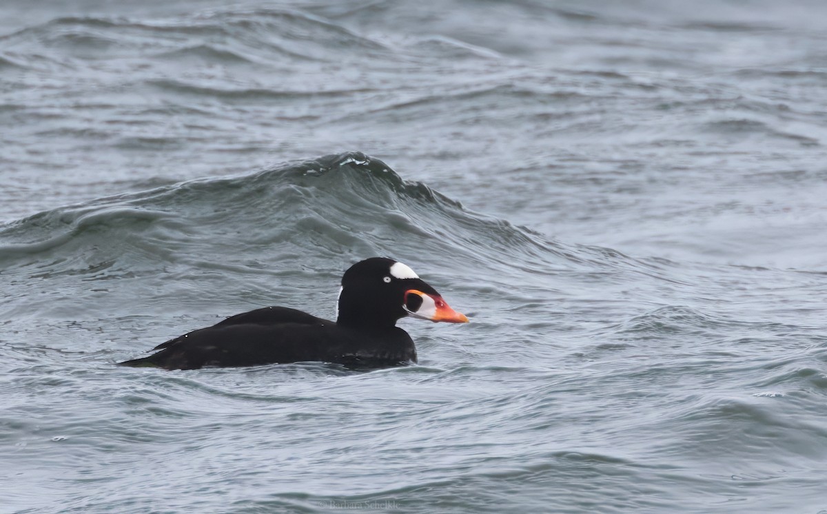 Surf Scoter - ML632218066